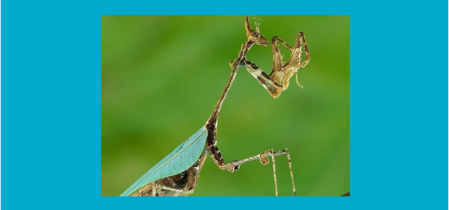 A cryptic mantis