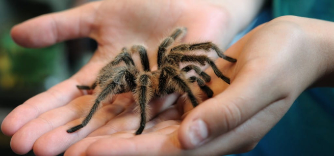 Two hands hold a tarantula
