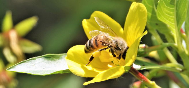 bee inside a yellow flower