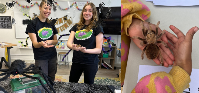 2 pictures. image on the right two women holding siders in back shirts with a logo on it. Picture on right, close up of a child's hands holding a large tarantula.