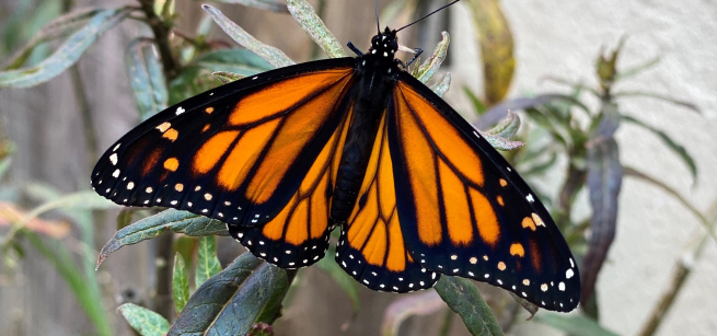An monarch butterfly resting on a green plant.