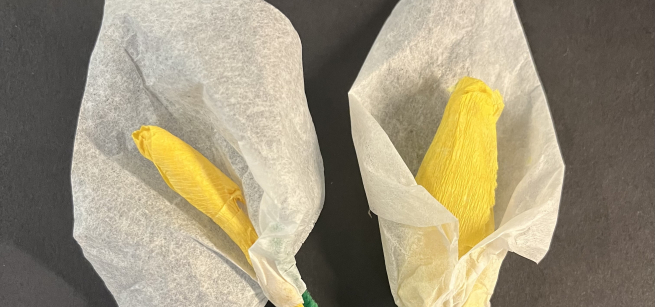 two white calla lilies