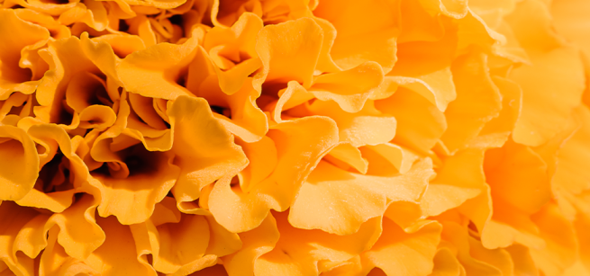 A close up photo of an orange marigold flower.