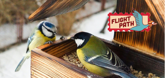 two birds eating at a bird feeder