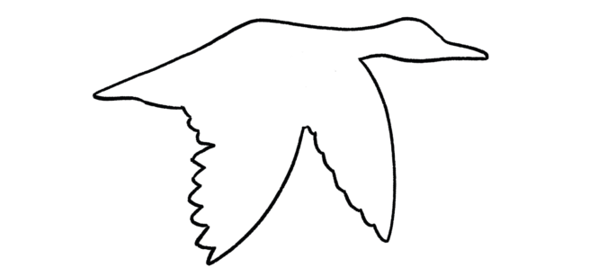 bird outline
