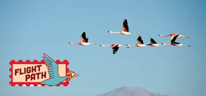 birds flying in the sky