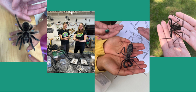 kids hands holding different bugs