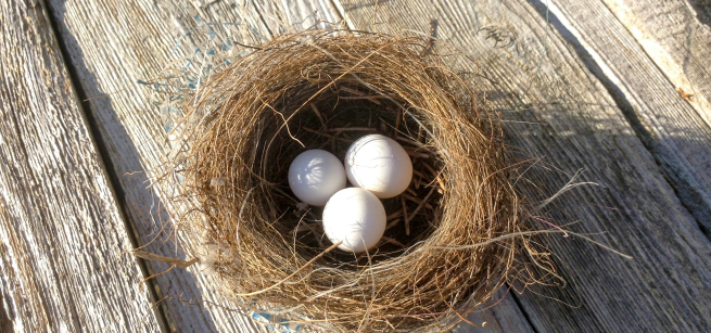 Bird nest with three eggs