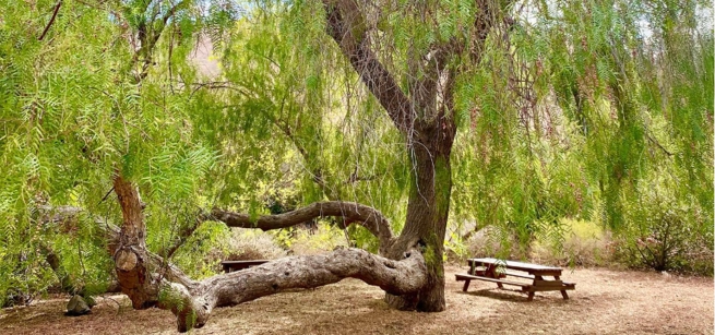 pepper tree and picnic table