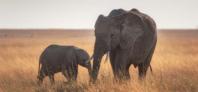 Mother and baby elephant on a savannah