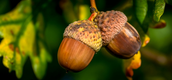 Two acorns in a tree
