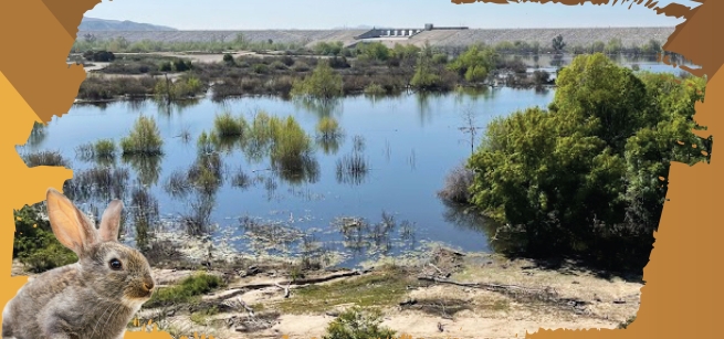 hansen dam landscape and rabbit