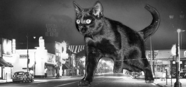 Black cat walking down Lankershim Blvd