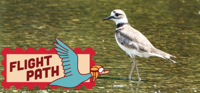 A killdeer bird wading in the water with a logo for Flight Path in the bottom left corner.