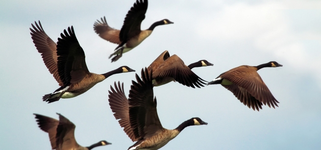 A group of geese are in the sky flying in a V formation.