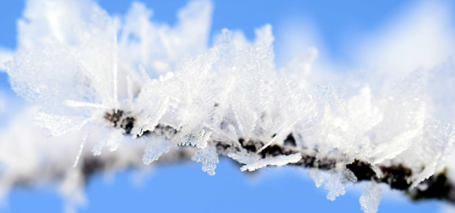 snowflakes on a branch