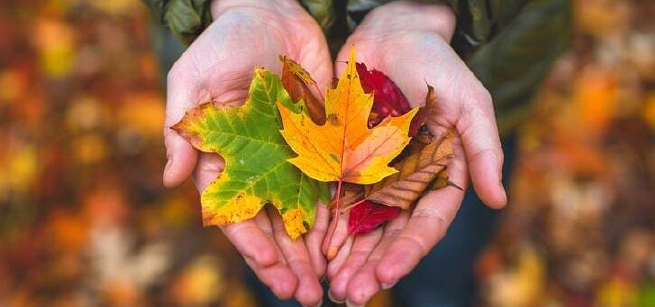 Hands holding leaves during the fall