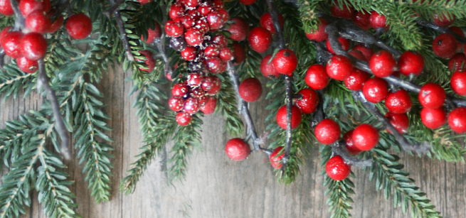 Close up of a sprig of red holly berries.