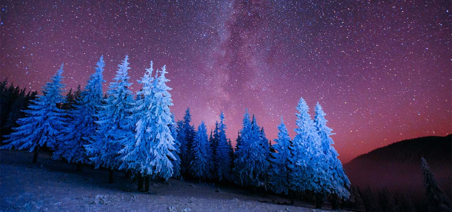 Pinecone trees covered in snow out in a forest. 