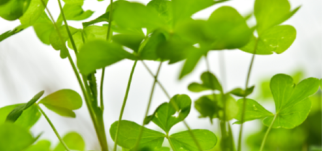 green clover against a white background