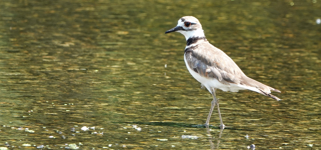 A killdeer bird wading in the water