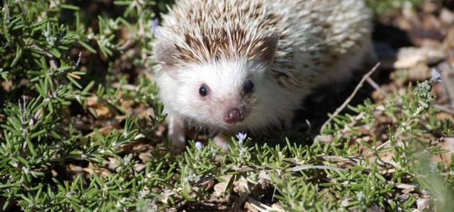 Photo of a hedgehog in the grass. 