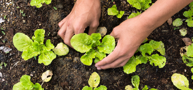 Hands planting green seedlings in dirt