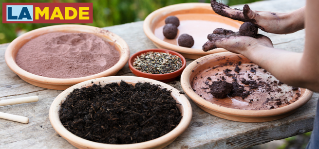 hands rolling seeds bombs from trays of dirt