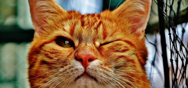 A color photo of an orange cat winking.  Image by Alexa from Pixabay