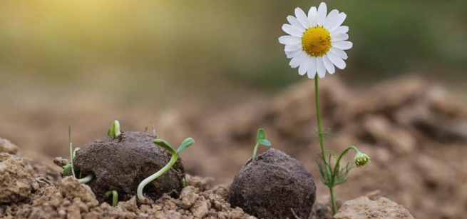sprouts and a flower emerging from seed bombs