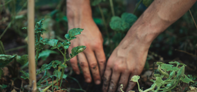 two hands planting a tomato plant