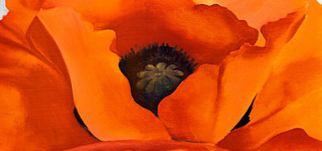 red poppy on a blue background