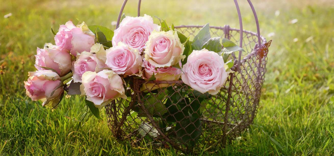 Pink roses in a wire basket on a green lawn