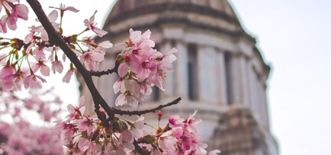 A color photo of the Washington State Capital building, with cherry blossoms in the foreground. Image by Olya Adamovich from Pixabay