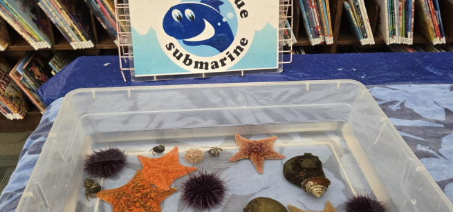 Clear plastic bin with water and sea anilmals like stars and sea urchins.