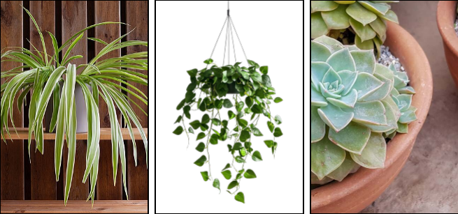3 photos of different houseplants