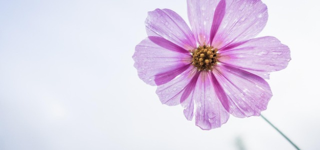 A color photo of a purple flower, Image by Carl from Pixabay