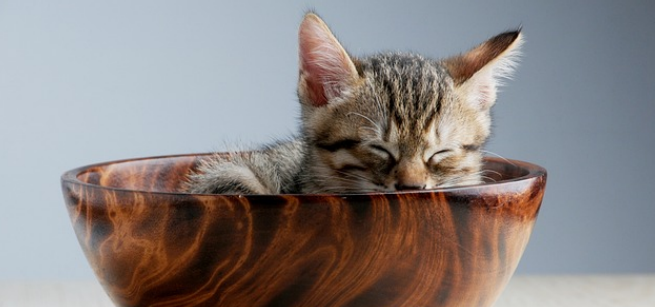 A kitten relaxing in a wooden bowl.