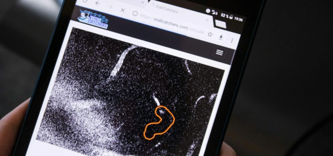 Stall Catcher Game on phone