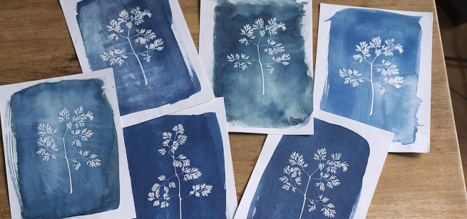 assorted cyanotype prints showing flowers