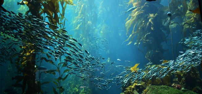 Kelp forest ecosystem