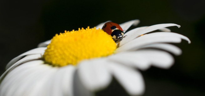 close up of a lady bug on a daisy against a black background