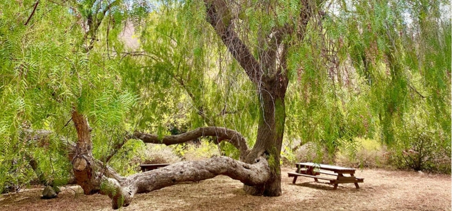 pepper tree with picnic table