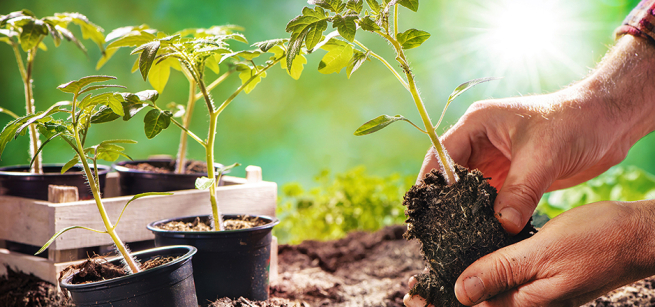 A gardener with pots of seedlings holds one plant in his hand.