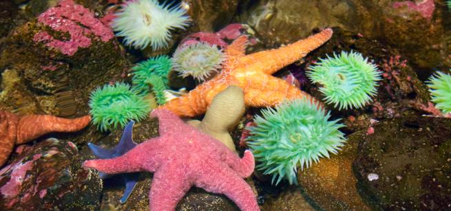 Multicolored starfish and urchins underwater, on rocks.
