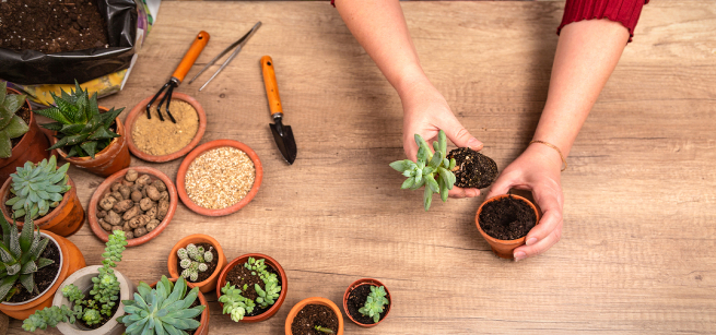 A pair of hands potting a succulent on a wood table.