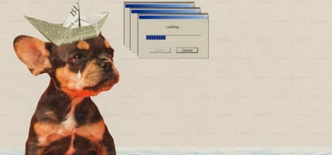 chihuahua crying with paper boat on its head