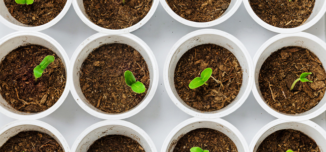 budding plants in soil pots