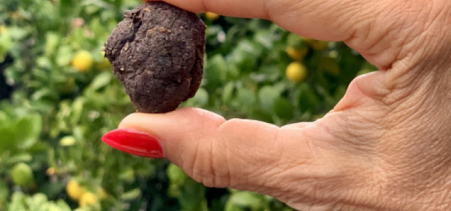 Fingers holding a ball of soil with seeds. 