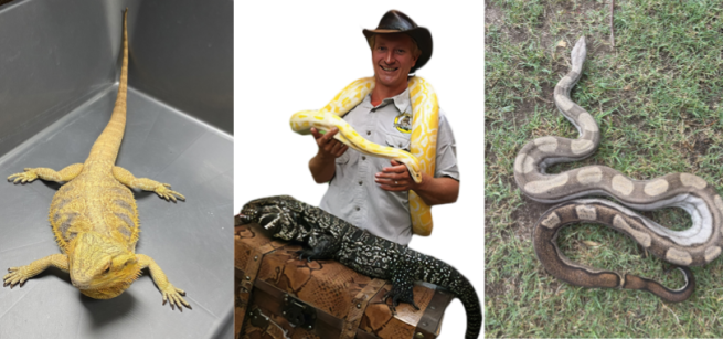 Yellow lizard, snake, and a guy with a snake around his neck. 